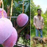 Tak Sengaja Tanam Mangga Termahal di Dunia, Petani Ini Kini Harus Sewa Petugas Keamanan