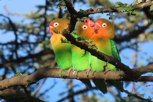 Studi Buktikan, Mendengar Kicauan Burung Baik untuk Kesehatan Mental