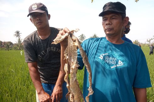 Warga Resah, Kulit Ular Kobra Ditemukan Berserakan