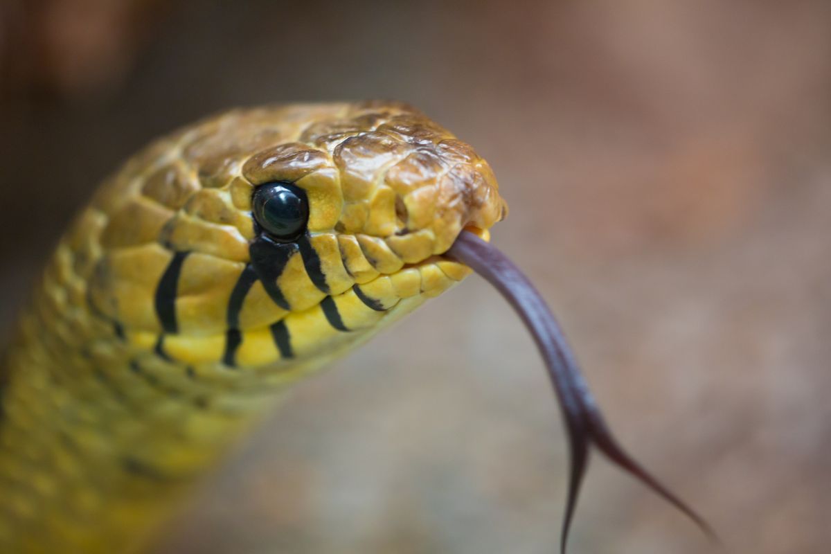 Ilustrasi ular menjulurkan lidahnya