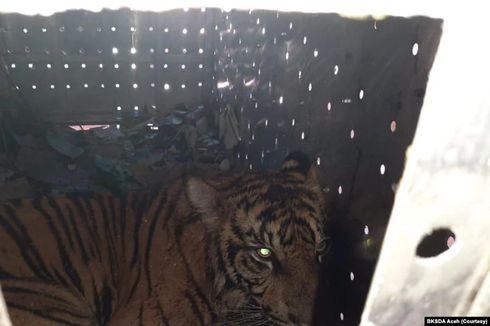 Cerita Anak Harimau Bernama Danau Putra, Ditemukan Terjerat, Kini Dilepasliarkan di Gunung Leuser