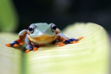 Cara Katak Kawin dan Berkembang Biak