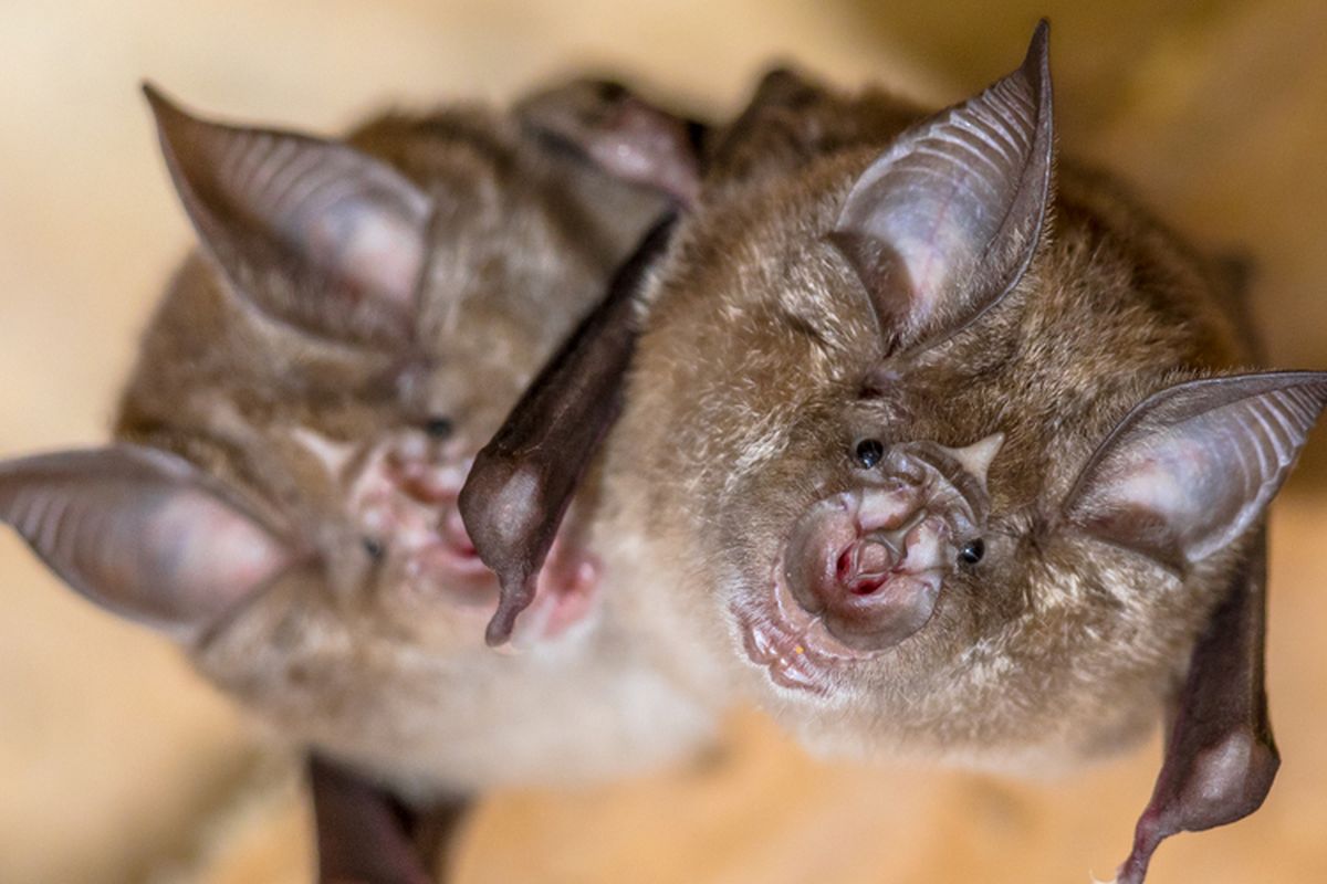 Kelelawar tapal kuda (Rhinolophus) sejauh ini merupakan reservoir (sarang) alami yang penting bagi virus corona. Hewan ini juga memiliki virus corona yang merupakan kerabat dekat SARS-CoV-2.