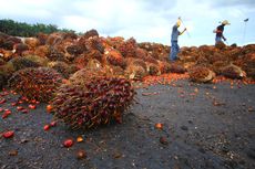 Harga Pupuk Lebih Mahal dari TBS Sawit, Petani Tak Lakukan Pemupukan 6 Bulan