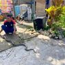 Mangsa Hewan Ternak di Ponorogo, Ular Sanca Sepanjang 3 Meter Dievakuasi
