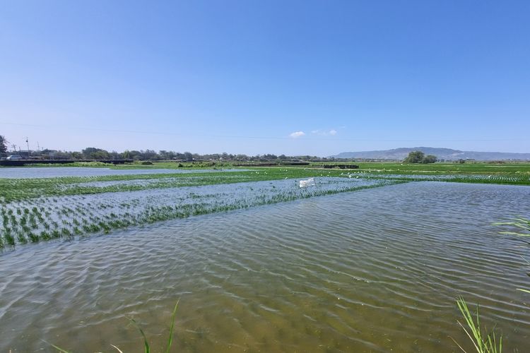Gelombang Tinggi Sebabkan Lahan Pertanian di Bantul Terendam Air