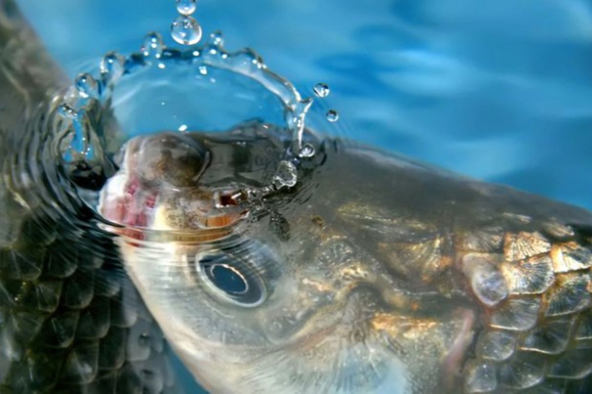 Ikan karper dapat hidup kembali setelah membeku selama musim dingin