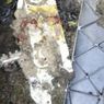 Pesawat Jatuh di Blora, Polisi Sebut Puing-puing Ditemukan 