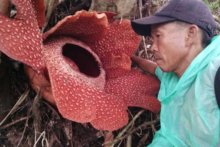 Langka bunga rafflesia berkelopak 6 mekar di Desa Lubuk Resam, Kabupaten Seluma, Provinsi Bengkulu