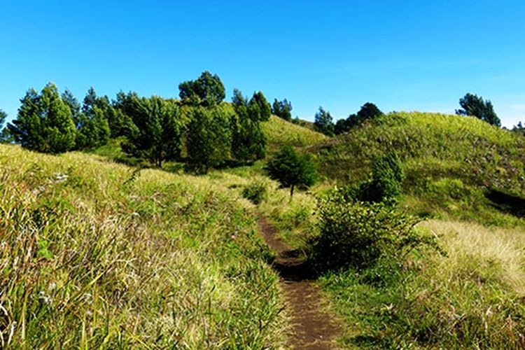 Padang Sabana di Gunung Prau yang melewati jalur pendakian via Dieng atau Kalilembu.