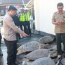 Polisi Gagalkan Penyeludupan 18 Penyu di Jembrana, Diduga Akan Dikirim ke Denpasar