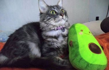 ilustrasi benarkah kucing dapat melihat hantu?