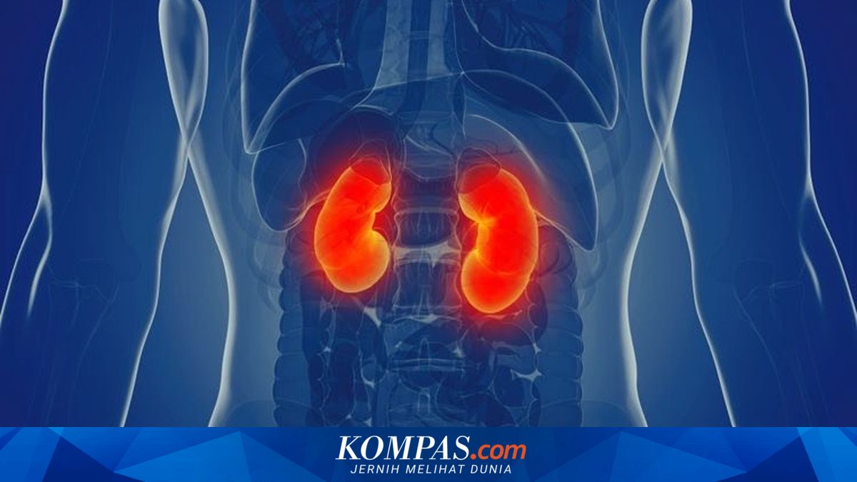 6 Fungsi Ginjal dan Risiko Ketika Organ Ini Tidak Bekerja Normal