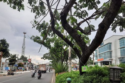 Anggaran Barcode Pohon Rp 48 Juta, Wali Kota Depok: Murah dan Sangat Efektif