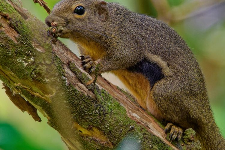 Ilustrasi hama bajing kelapa. 