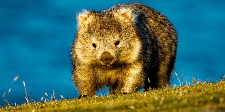 Wombat di Australia yang lucu.