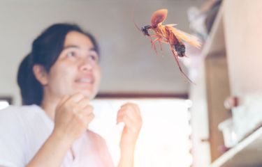 ilustrasi kecoak terbang dan mengejar