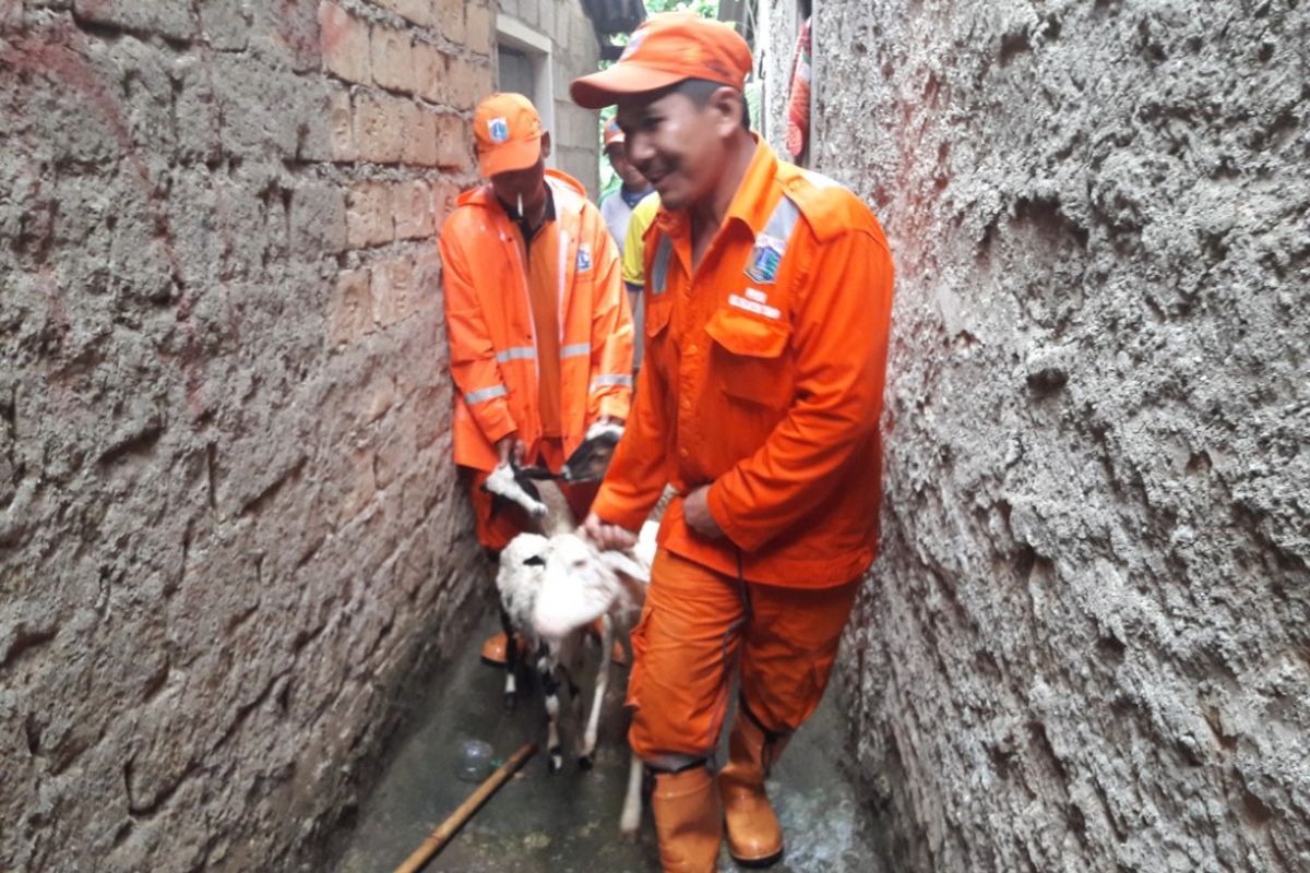 Sejumlah petugas PPSU menuntun seekor kambing yang hendak dievakuasi akibat banjir yang melanda kawasan Pejaten Timur, Jakarta Selatan, Senin (5/2/2018). KOMPAS.COM/Ardito Ramadhan