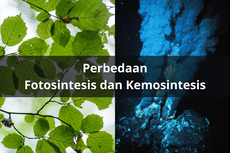 Perbedaan Fotosintesis dan Kemosintesis