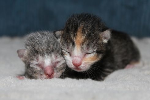 Begini Cara Merawat Anak Kucing yang Baru Lahir