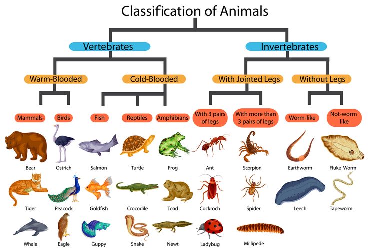 Kingdom Animalia Klasifikasi dan Ciri ciri Halaman all 