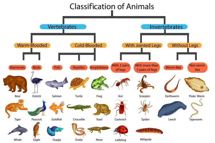 materi ringkas kingdom animalia