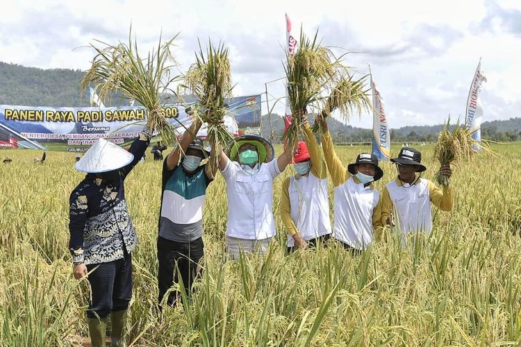 Menteri Desa, Pembangunan Daerah Tertinggal dan Transmigrasi Abdul Halim Iskandar didampingi Istri Umi Lilik Nasriyah dan Dirjend PDP Sugito, Bupati Musi Rawas Ratna Machmud melakukan Panen Raya di Desa E Wonokerto, Kecamatan Tugumulyo Kabupaten Musi Rawas, Sabtu (13/11/2021).