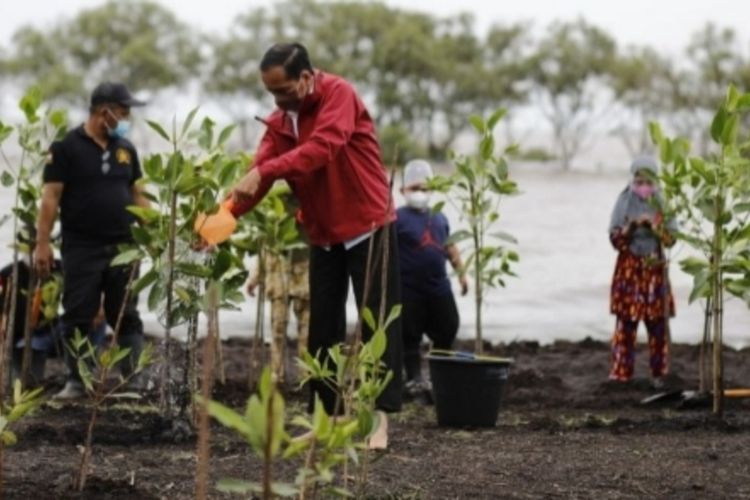 Presiden Jokowi tak mengenakan alas kaki saat menanam bibit mangrove bersama warga di kawasan Pantai Raja Kecik Desa Muntai, Kecamatan Bantan, Kabupaten Bengkalis, Riau, Selasa (28/9/2021).