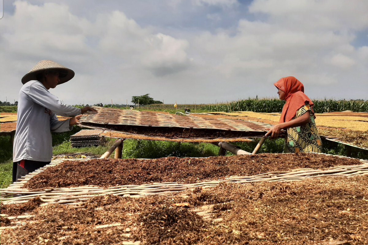 Petani tembakau di Lumajang khawatir alami kerugian akibat cuaca yang tidak menentu, Kamis(20/10/2022)