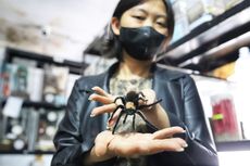 Kisah Ming Cu, Pelihara 3.000 Tarantula hingga Raup Puluhan Juta Rupiah dengan Modal Minim