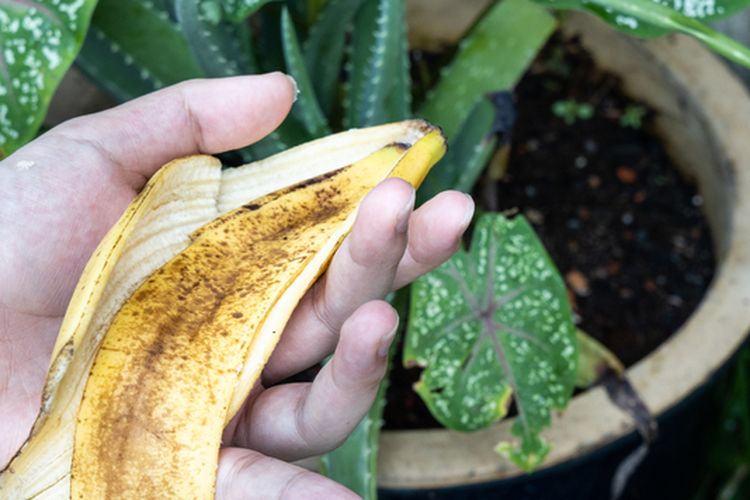 Ilustrasi kulit pisang untuk pupuk tanaman. 