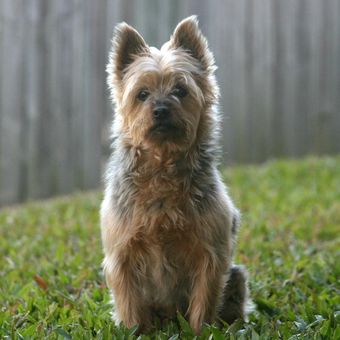 Ilustrasi ras anjing Silky Terrier.