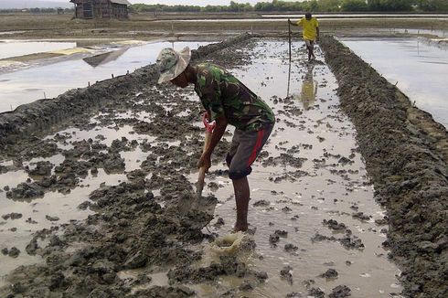 Tertarik Harga Tinggi, Petambak Ikan Beralih Jadi Petani Garam