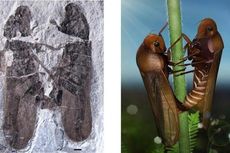 Ditemukan, Fosil Tertua Serangga yang Sedang Bercinta