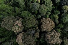 Survei: 91 Persen Masyarakat Indonesia Dukung Upaya Atasi Perubahan Iklim