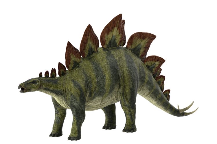 Stegosaurus. Fosil dinosaurus stegosaurus tertua ditemukan di China.