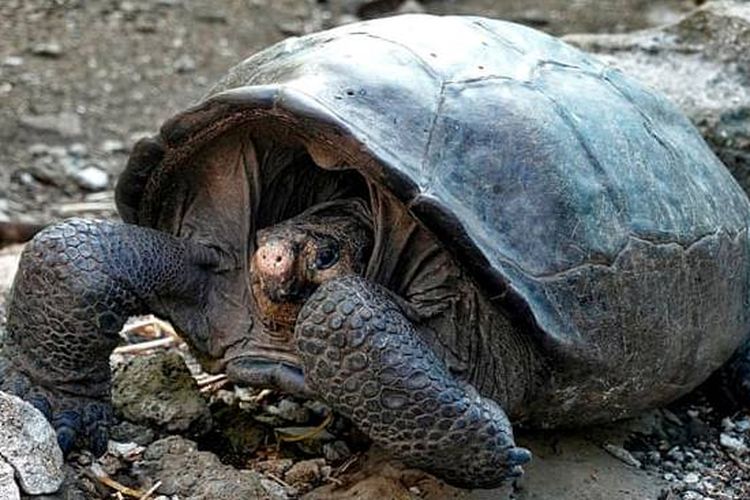 Kura-kura raksasa Fernandina (Chelonoidis phantasticus) di taman nasional Galapagos. 