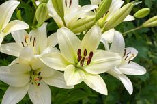 5 Cara Membuat Bunga Lily Potong Tetap Segar dan Tahan Lama