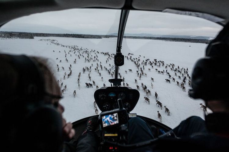 Rusa-rusa kutub digiring agar kembali menggunakan mobil salju darat hingga helikopter. Ribuan rusa kutub di Finlandia kabur untuk mencari makan. Dampak perubahan iklim menyebabkan sumber makanan utama rusa kutub tertutup lapisan es.