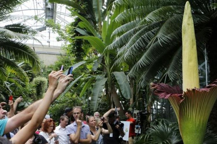 Para wisatawan mengambil gambar bunga bangkai titan arum (Amorphophallus titanum) di Kebun Botani AS di tahun 2013.