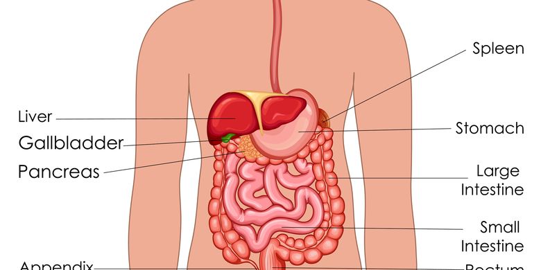 Proses Pencernaan Makanan Dan Waktu Normal Yang Dibutuhkan Tubuh Halaman All Kompas Com