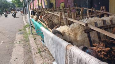 Dilarang Jualan di Trotoar, Pedagang Hewan Kurban di Bogor Minta Disediakan Lapak Khusus