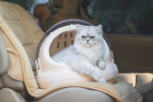 Cara Aman Membawa Kucing Bepergian Jauh dengan Mobil