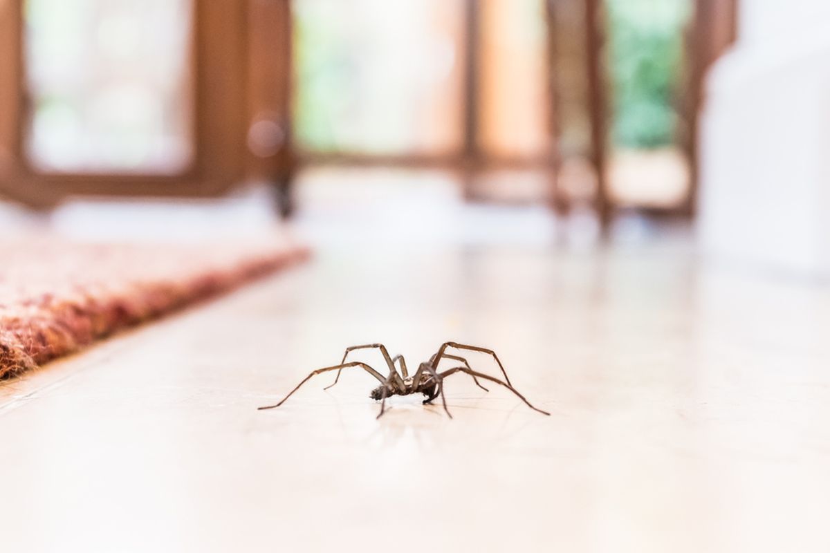 Jangan Bunuh Laba-laba di Rumah, Mereka Pengendali Hama Alami Tanpa Kimia