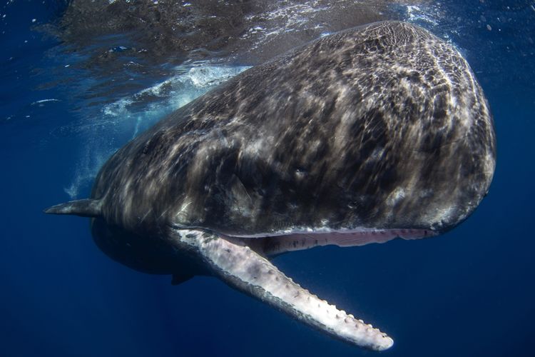 Paus sperma yang sedang membuka mulutnya. Paus adalah mamalia laut yang memiliki ukuran tubuh sangat besar.