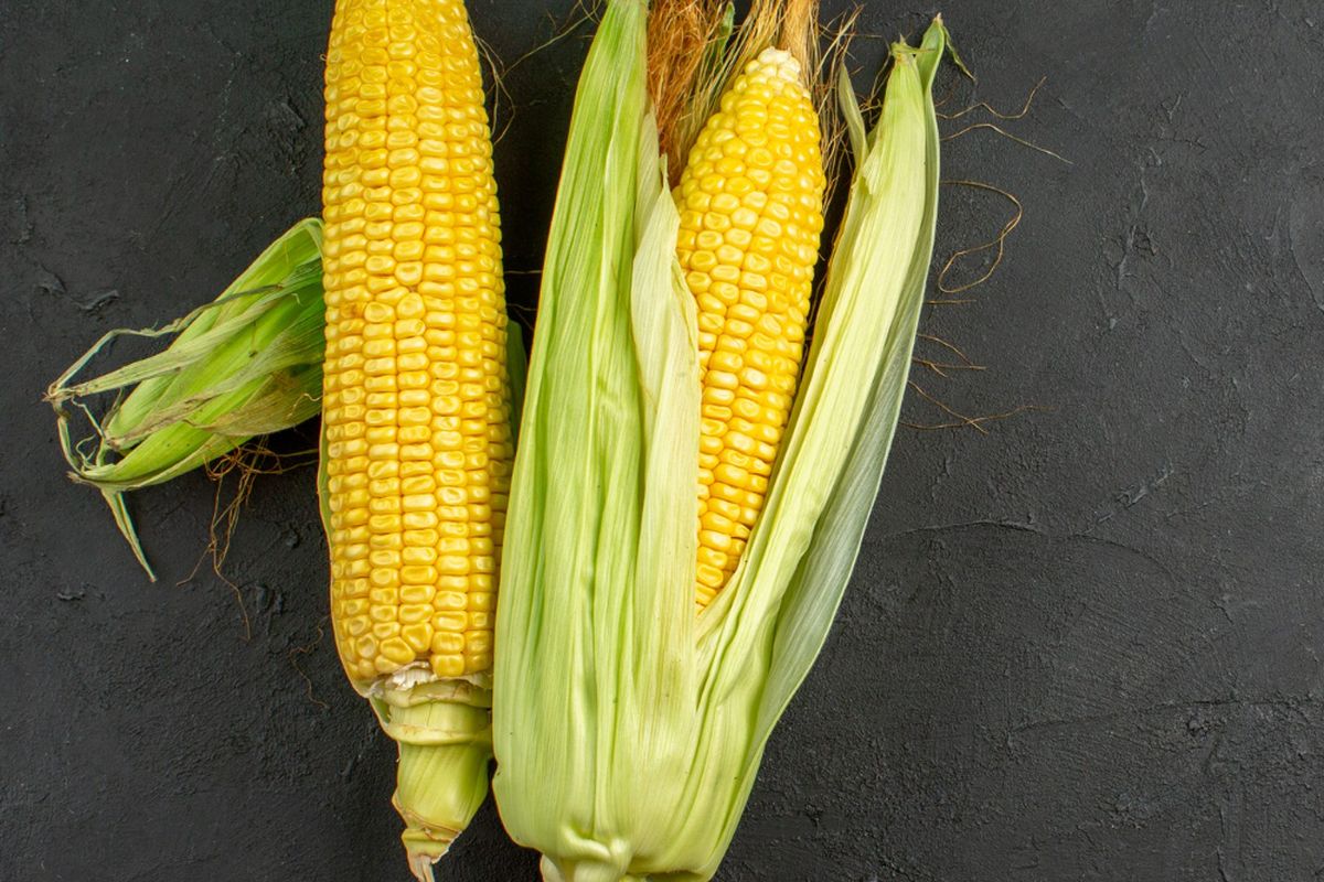 Ilustrasi jagung manis. 