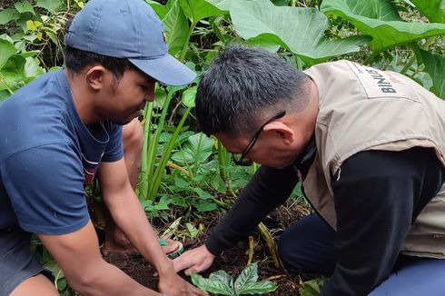 Tur di Kebun Kopi Colol NTT, Wisata Sambil Tanam Anakan Kopi Juria