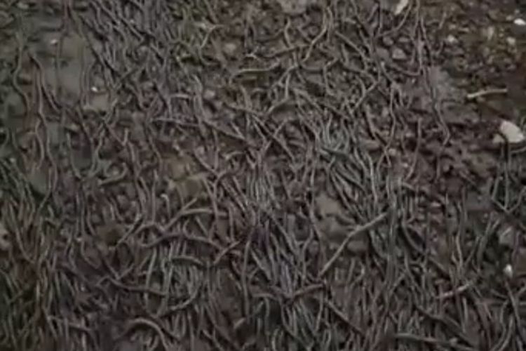Tangkapan layar video viral ribuan cacing di FB yang terjadi di Lombok