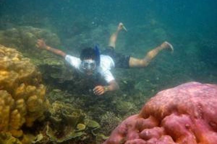 Seorang wisatawan menikmati terumbu karang dengan 'snorkeling' atau selam dangkal yang terdapat di kawasan perairan Pulau Pari, Kepulauan Seribu, Jakarta, Minggu (26/6/2011). Pulau Pari merupakan bagian dari 12 pulau dari kelurahan Pari yang berpenghuni 789 jiwa dengan mata pencarian 90 persen sebagai nelayan. Pulau tersebut juga menawarkan potensi keindahan alam bahari seperti pantai pasir putih dan terumbu karang.