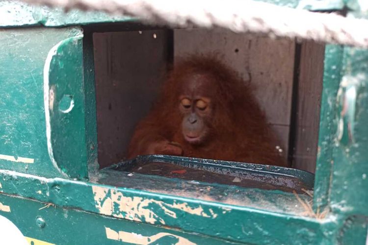 Orangutan Sumatera berusia dua tahun ini setibanya di Kargo Bandara Internasional Kualanamu kemudian dibawa ke Pusat Rehabilitasi dan Karantina Orangutan Sumatera di Batu Mbelin, Sibolangit, Deli Serdang.